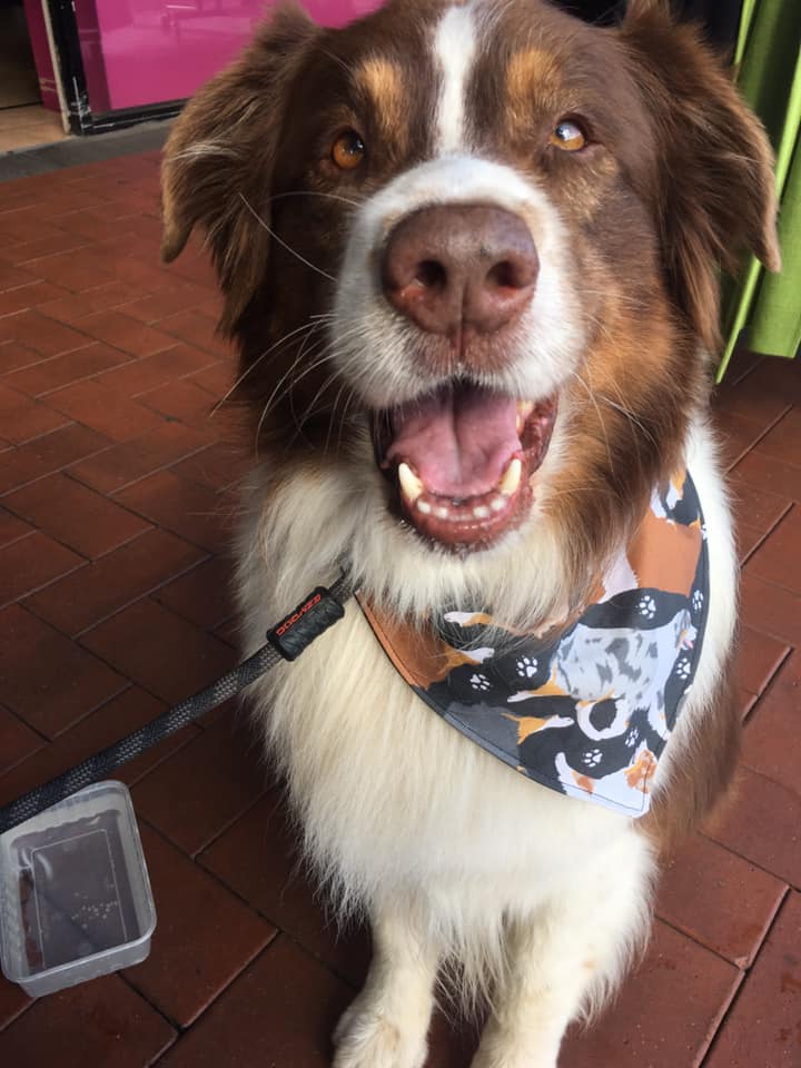 Australian Shepherd Bandana Trotting Aussies